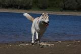 SIBERIAN HUSKY 622